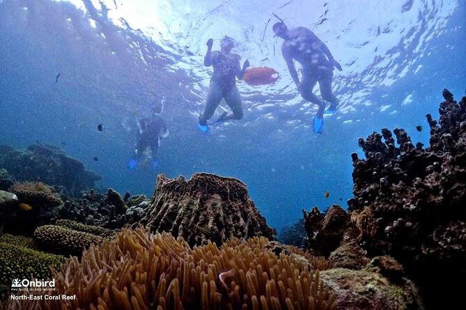 PRO-SNORKELING to Explore Hidden Coral Reefs (MAX 10 PAX) - What you may see below the surface