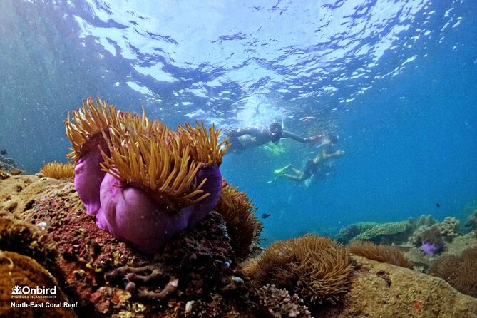 PRO-SNORKELING to Explore Hidden Coral Reefs (MAX 10 PAX) - Safety and comfort for different skill levels