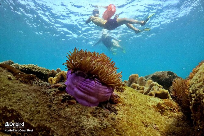 PRO-SNORKELING to Explore Hidden Coral Reefs (MAX 10 PAX) - Transport coverage and extra charges