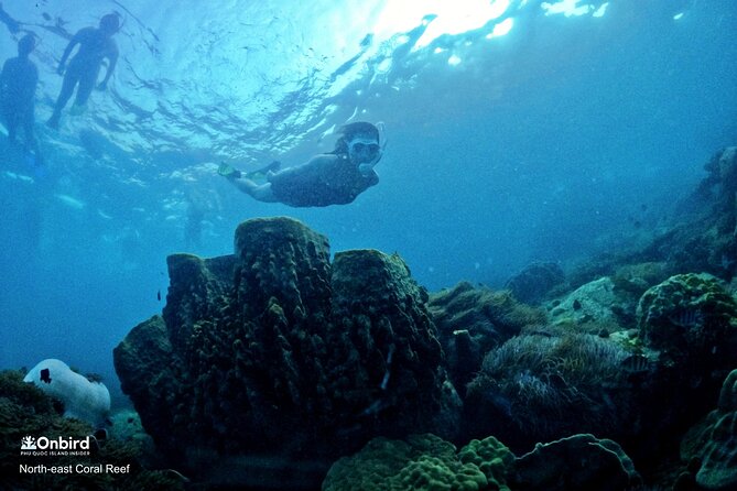 PRO-SNORKELING to Explore Hidden Coral Reefs (MAX 10 PAX) - Is $54.98 good value?