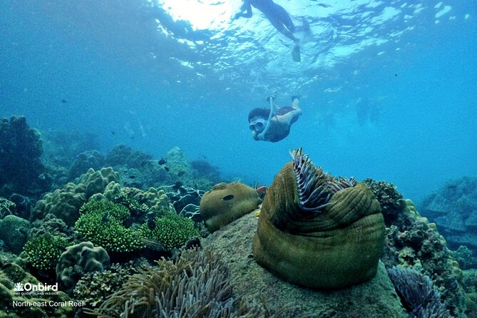 PRO-SNORKELING to Explore Hidden Coral Reefs (MAX 10 PAX) - Starting in An Thoi by speedboat