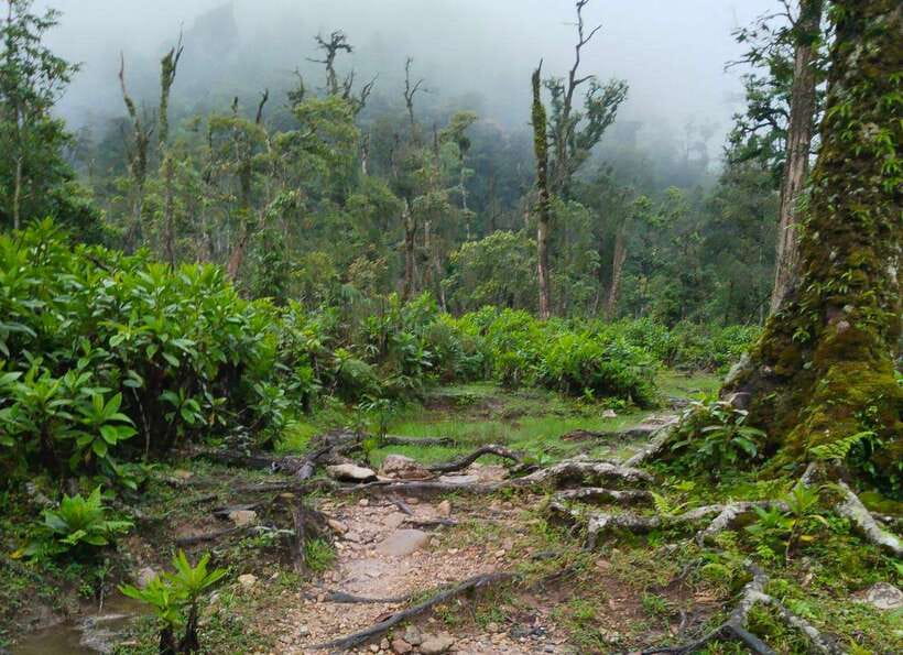 SAPA : Climb up to Fansipan mountain with LOCAL GUIDE - Why the local guide matters