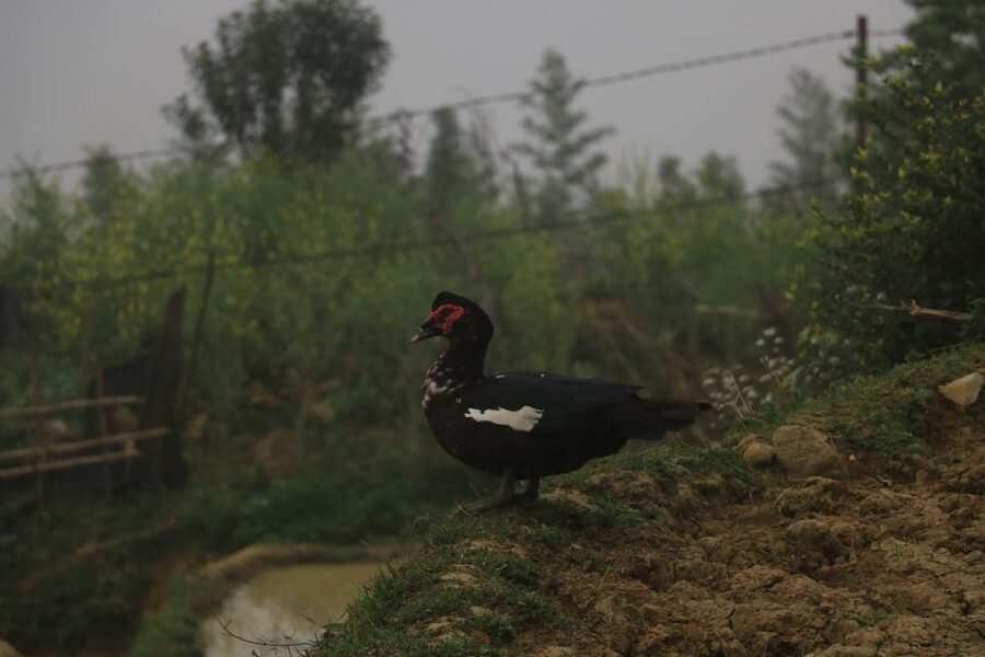 Sapa: Local Exploration on a Guided Motorbike Tour - What the $58 price really covers
