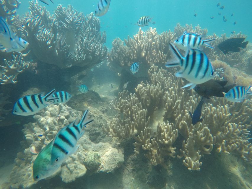 Snorkeling Cham Island: Snorkeling Tour by Speed Boat - Who will enjoy this Cham Island day