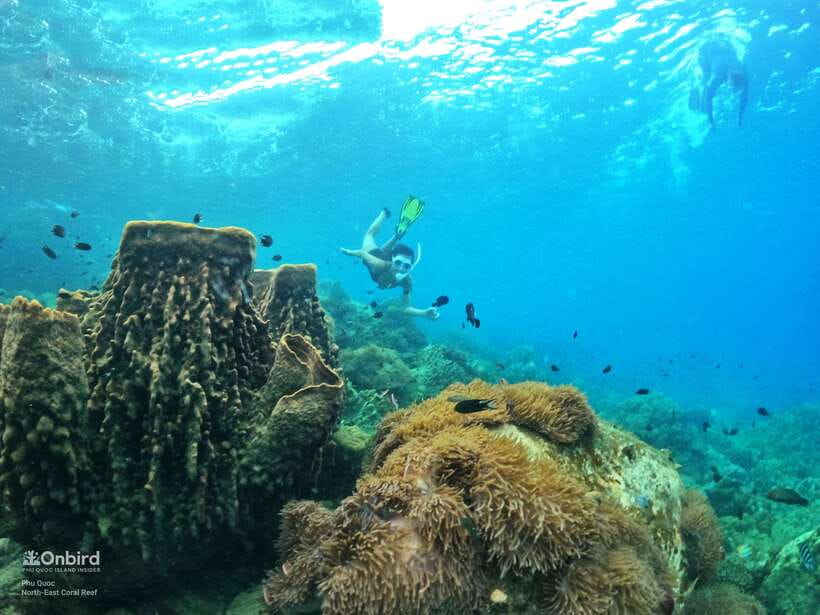 South Phu Quoc: Pro Snorkeling Tour by Speedboat - The speedboat ride and the shallow-water briefing