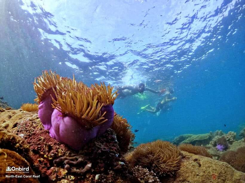 South Phu Quoc: Pro Snorkeling Tour by Speedboat - Is $51 a fair price?